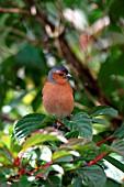 CHAFFINCH,  MALE ON BRANCH,  FRINGILLA COELEBS