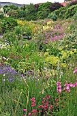 WATER GARDEN IN JULY