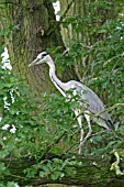 HERON (ARDEA CINEREA) IN AN OAK TREE