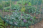 NETTING USED TO PROTECT BRASSICAS