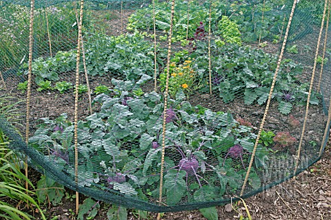 NETTING_USED_TO_PROTECT_BRASSICAS