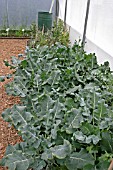 POLYTUNNEL VEGETABLE BED IN EARLY JULY