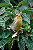 GREENFINCH,  MALE ON BRANCH,  CARDULIS CHLORIS