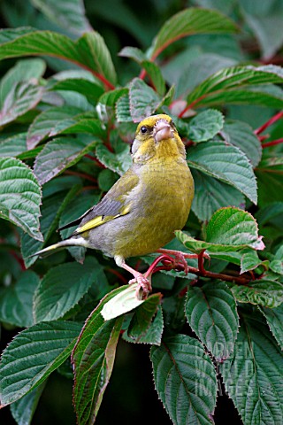 GREENFINCH__MALE_ON_BRANCH__CARDULIS_CHLORIS