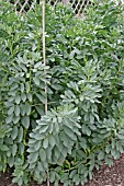 BROAD BEANS MATURING CROP IN JULY