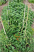 TOMATOES IN POTATO BED IN JULY