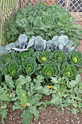 BRASSICA_BED__KOHL_RABI__KALE_AND_CABBAGE