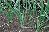 LEEKS GROWING IN BED