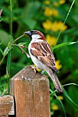 PASSER DOMESTICUS (HOUSE SPARROW)