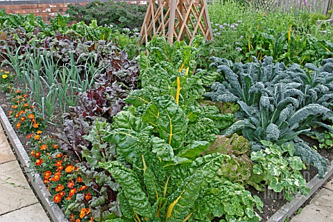 DECORATIVE_VEGETABLE_BED_IN_JULY