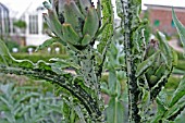 BLACK APHID ATTACK ON GLOBE ARTICHOKE