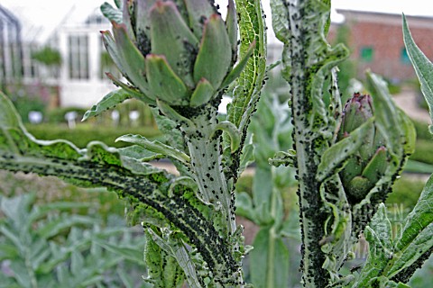 BLACK_APHID_ATTACK_ON_GLOBE_ARTICHOKE