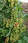 REDCURRANTS (LAXTONS NO1)
