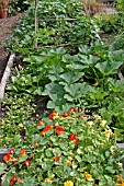 VEGETABLE AND FLOWER BED IN EARLY SUMMER