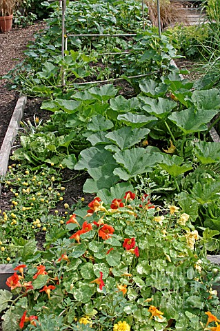 VEGETABLE_AND_FLOWER_BED_IN_EARLY_SUMMER