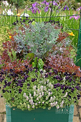 PATIO_PLANTER_PLANTED_WITH_VEGETABLES_AND_FLOWERS_IN_EARLY_SUMMER