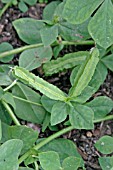 ASPARAGUS PEA CLOSE UP OF DEVELOPING PODS