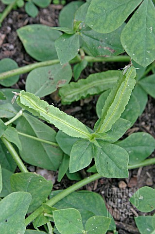 ASPARAGUS_PEA_CLOSE_UP_OF_DEVELOPING_PODS