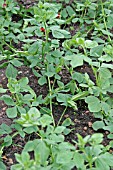 ASPARAGUS PEA PLANTS IN FLOWER