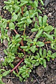 PORTULACA OLERACEA,  PURSLANE (GOLDEN) PLANT