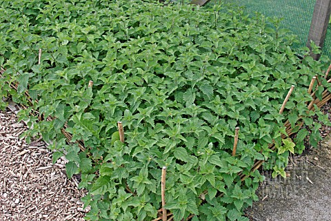 NETTLE_BED___NETTLES_MAKE_A_GOOD_LIQUID_FEED