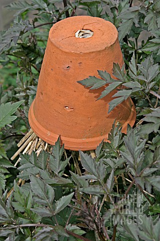 EARWIG_TRAP_MADE_FROM_UPTURNED_FLOWERPOT_AND_STRAW
