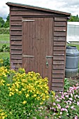 ALLOTMENT SHED IN SUMMER