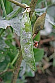 PEA POWDERY MILDEW, (ERYSIPHE PISI)INFECTED POD