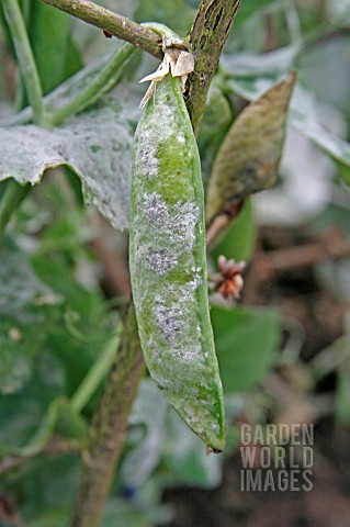 PEA_POWDERY_MILDEW_ERYSIPHE_PISIINFECTED_POD