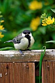 GREAT TIT,  JUVENILE ON GARDEN CHAIR,  PARUS MAJOR