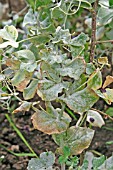 PEA POWDERY MILDEW (ERYSIPHE PISI) COVERS PLANT UNDER DAMP CONDITIONS