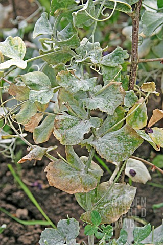 PEA_POWDERY_MILDEW_ERYSIPHE_PISI_COVERS_PLANT_UNDER_DAMP_CONDITIONS