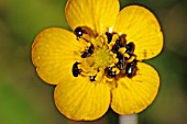 POLLEN BEETLES GATHER ON BUTTERCUP FLOWER