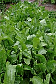 HORSE RADISH PLANTS GROWING IN BED