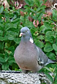 WOOD PIGEON (COLUMBUS PALUMBA) ON BIRD BATH