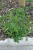 GROUNDSEL GROWING THROUGH WOODCHIP MULCH