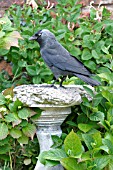 JACKDAW (CORVUS MONEDULA) AT STONE BIRD BATH