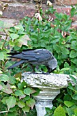 JACKDAW (CORVUS MONEDULA) HOLDING FOOD IN CLAW