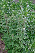 NETTLE,  GROWING AMONGST BROAD BEANS