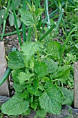 ALLIARIA SATIVUM,  GARLIC MUSTARD GROWS RAPIDLY IN VEG GARDEN