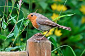 ROBIN ON GARDEN CHAIR