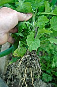 PULLING UP ALLIARIA SATIVUM,  GARLIC MUSTARD