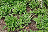 SYMPHYTUM OFFICINALE, (COMFREY), CAN BE CUT SEVERAL TIMES A YEAR