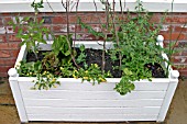 PATIO PLANTER PLANTED WITH VEGETABLES IN EARLY SUMMER