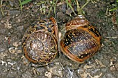 GARDEN SNAILS (HELIX ASPERSA) PAIR MATING