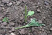 SLUG DAMAGE TO SUNFLOWER SEEDLING