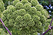 ANGELICA CLOSE UP OF SEED HEAD