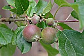 APPLES,  DEVELOPING FRUIT IN JUNE