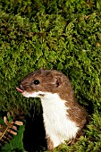 WEASEL,  MUSTELLA NIVALIS,  LICKING LIPS,  SIDE VIEW