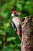 GREAT SPOTTED WOODPECKER,  JUVENILE,  DENDROCOPUS MAJOR